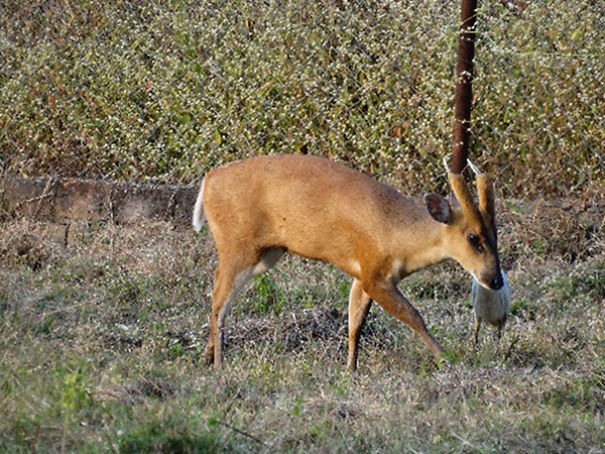 Wildlife Sanctuary In Chhattisgarh Wildlife Sanctuary In Chhattisgarh