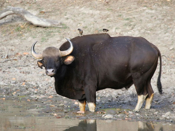 Wildlife Sanctuary In Chhattisgarh Wildlife Sanctuary In Chhattisgarh