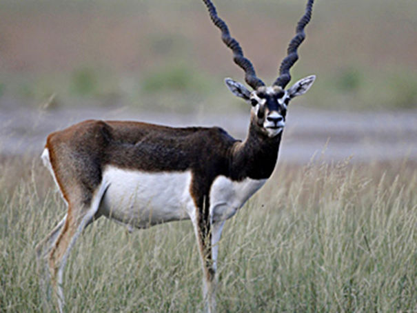 Wildlife Sanctuary In Chhattisgarh