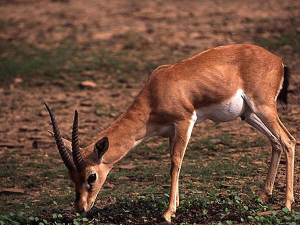 Wildlife Sanctuary In Chhattisgarh Wildlife Sanctuary In Chhattisgarh