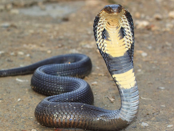 Wildlife Sanctuary In Chhattisgarh Wildlife Sanctuary In Chhattisgarh