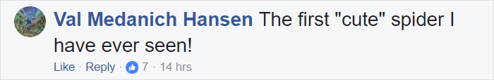 Meet Lucas, The Most Adorable Spider That Will Cure Your Arachnophobia Meet Lucas, The Most Adorable Spider That Will Cure Your Arachnophobia