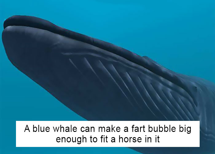 116 Times Nature Proved It’s Too Weird For Us To Handle