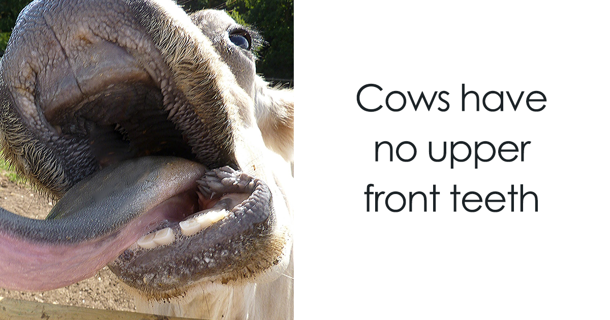 116 Times Nature Proved It’s Too Weird For Us To Handle