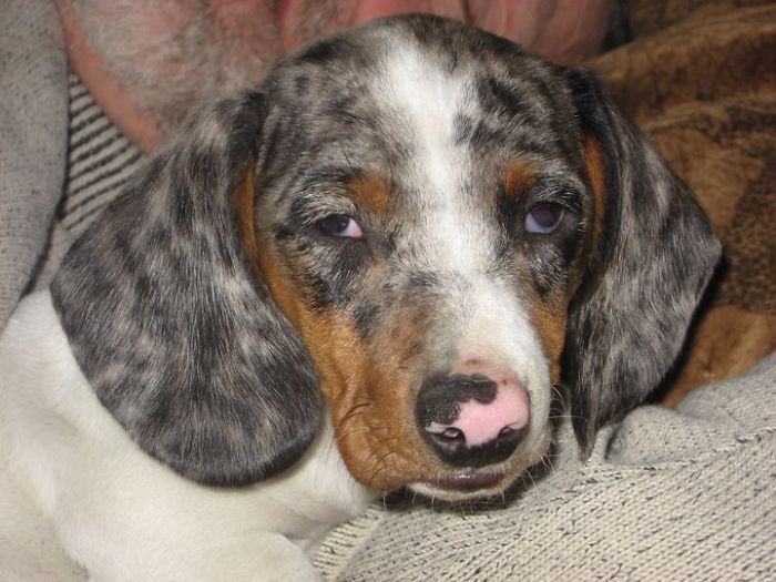 Avro, The Double Dapple Dacshund. Bred For His Colour Only, His Pupils Are Mis-Shaped And His Vision Is Not That Great. But He's Our Wonder Wiener