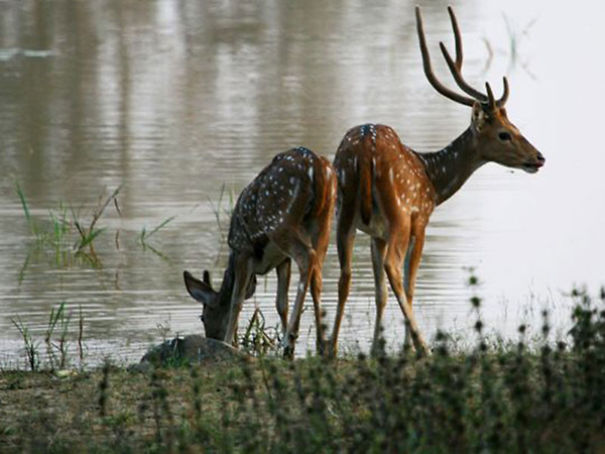 Wildlife Sanctuary In Chhattisgarh Wildlife Sanctuary In Chhattisgarh