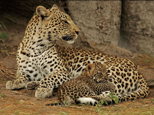 Wildlife Sanctuary In Chhattisgarh