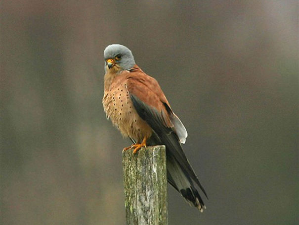 Wildlife Sanctuary In Chhattisgarh