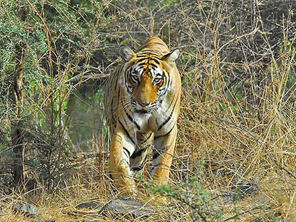 Wildlife Sanctuary In Chhattisgarh