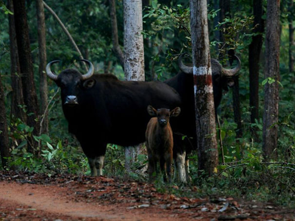 Wildlife Sanctuary In Chhattisgarh Wildlife Sanctuary In Chhattisgarh