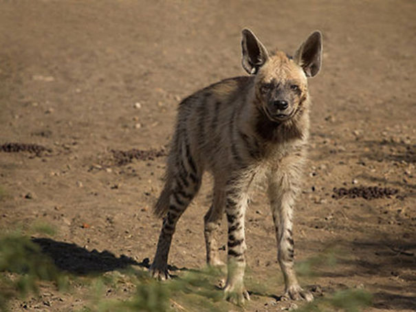 Wildlife Sanctuary In Chhattisgarh