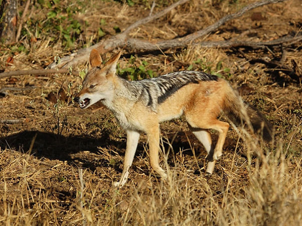 Wildlife Sanctuary In Chhattisgarh