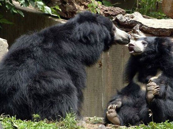 Wildlife Sanctuary In Chhattisgarh
