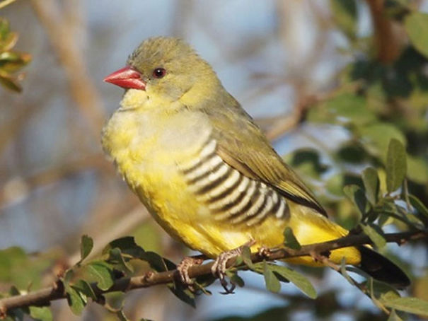 Wildlife Sanctuary In Chhattisgarh