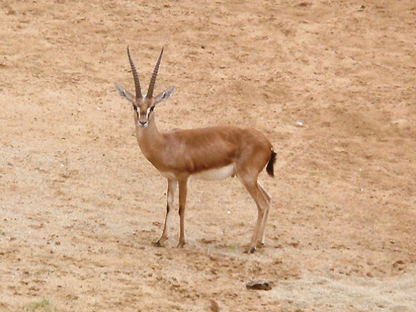 Wildlife Sanctuary In Chhattisgarh