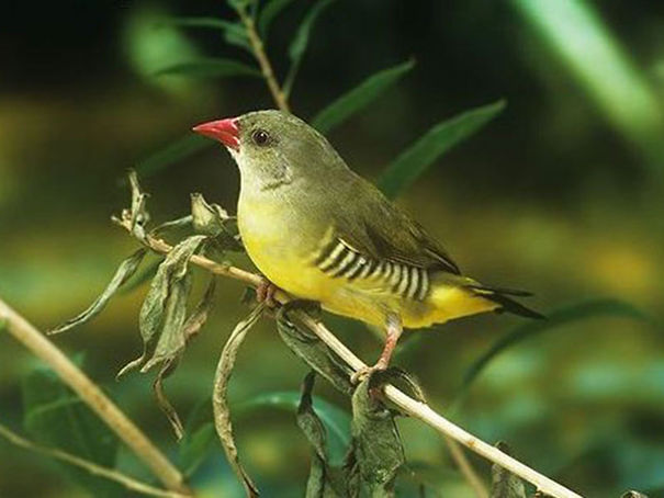 Wildlife Sanctuary In Chhattisgarh Wildlife Sanctuary In Chhattisgarh