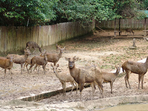 Wildlife Sanctuary In Chhattisgarh Wildlife Sanctuary In Chhattisgarh