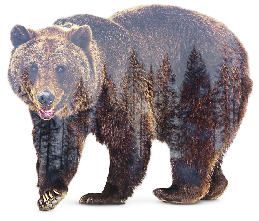 I Use Double Exposure To Create A Series That Merge Wildlife With Landscapes