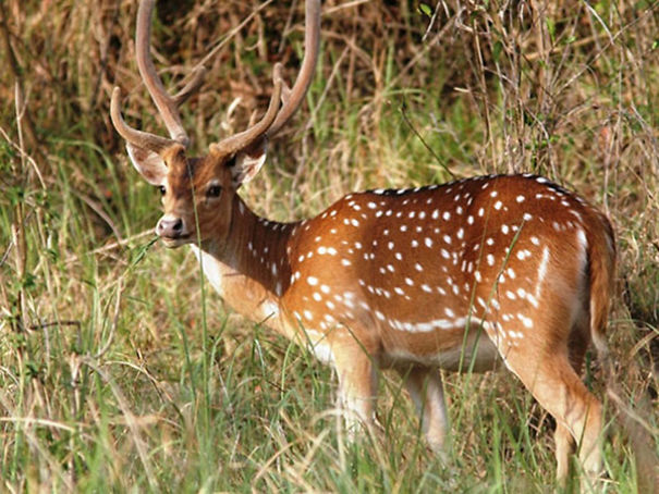 Wildlife Sanctuary In Chhattisgarh Wildlife Sanctuary In Chhattisgarh