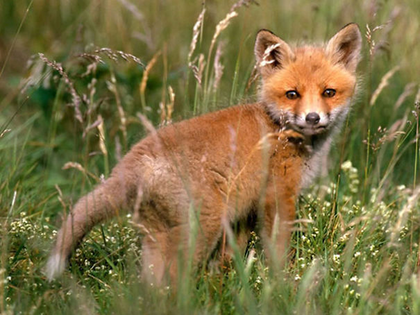 Wildlife Sanctuary In Chhattisgarh