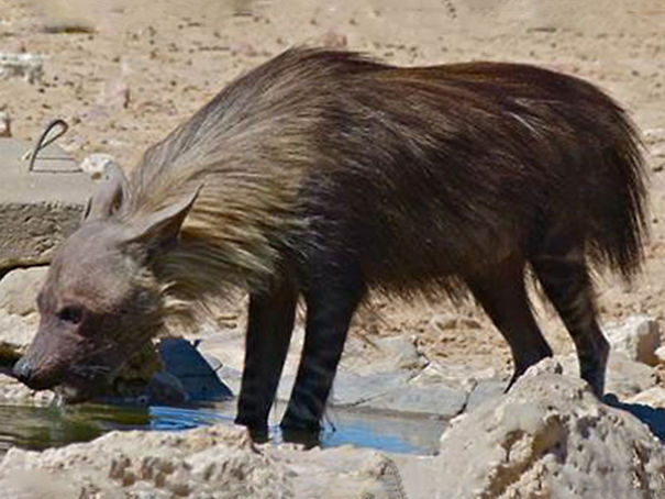 Wildlife Sanctuary In Chhattisgarh
