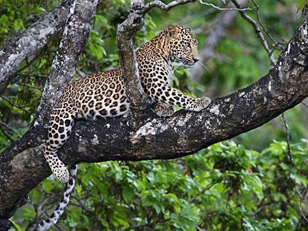 Wildlife Sanctuary In Chhattisgarh