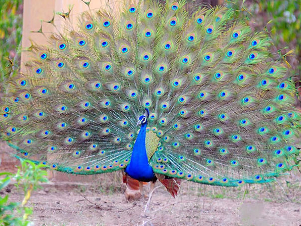 Wildlife Sanctuary In Chhattisgarh