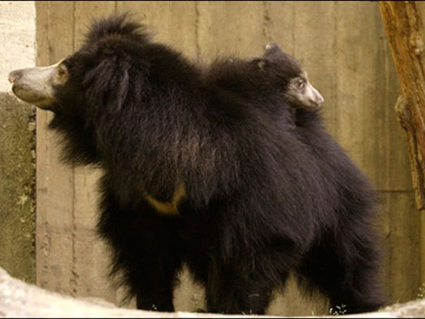 Wildlife Sanctuary In Chhattisgarh Wildlife Sanctuary In Chhattisgarh