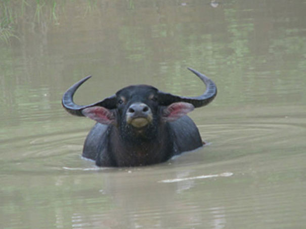 Wildlife Sanctuary In Chhattisgarh Wildlife Sanctuary In Chhattisgarh