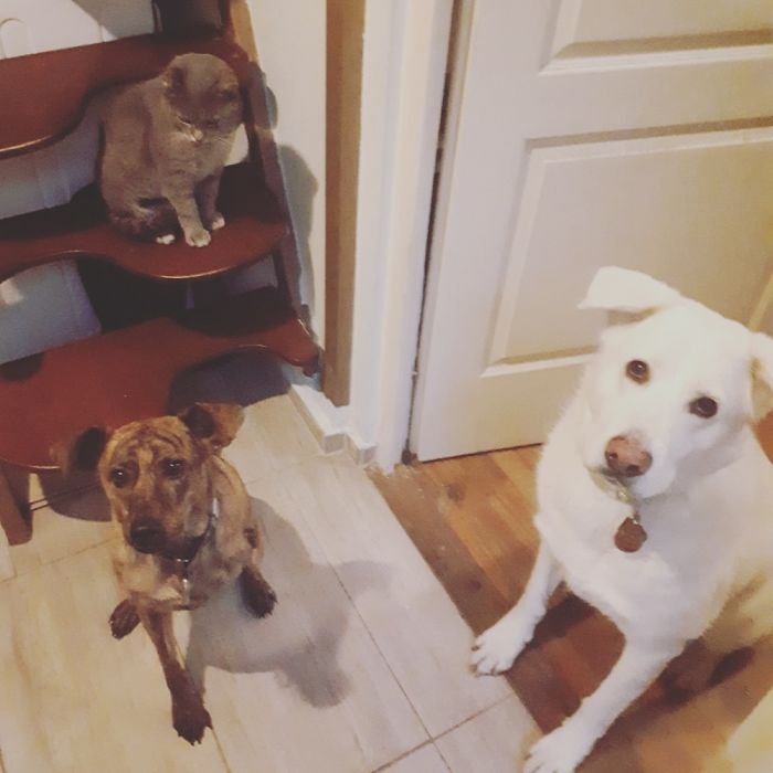 Manuel My Dog With 3legs And His Friends