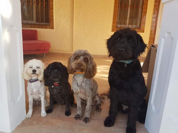 Four dogs of different breeds sitting side by side, illustrating people sharing new pet names instead of original ones.