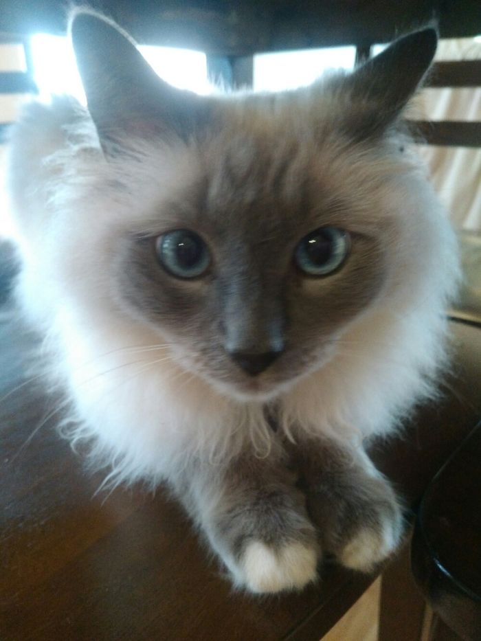 This Is Topaz! He Was Born Crosseyed And Was Attacked By Something When He Was Young..(Cont.↓)