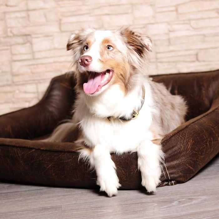 Happy Australian Shepherd laying in a dog bed, illustrating people sharing new names they now call their pets.