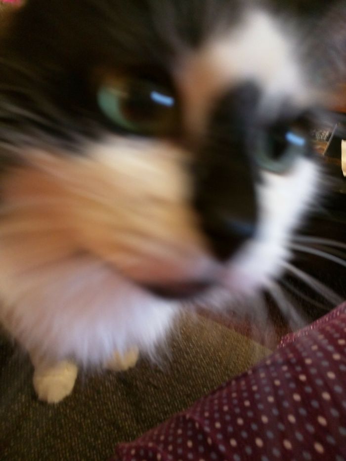 Close-up of a cat with new pet names, highlighting the humor in people sharing what they now call their pets.