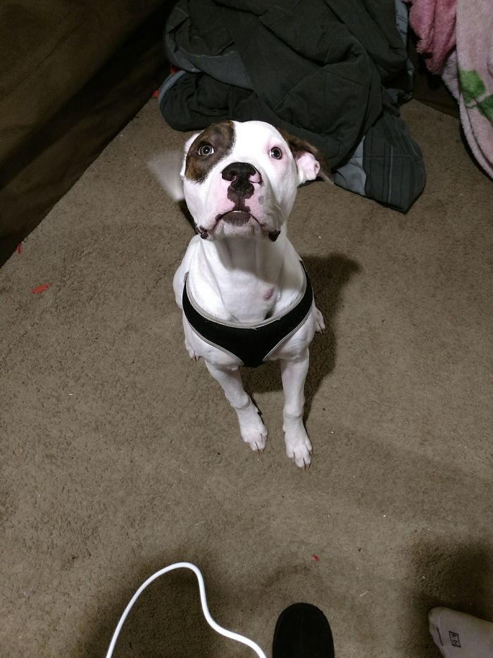 White and brown dog wearing a black harness sitting indoors with people sharing new pet names instead of the original one.