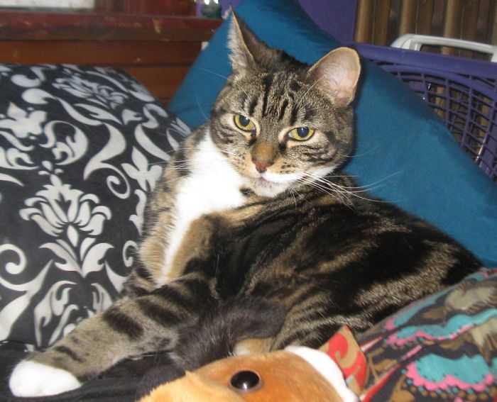 Tabby cat lounging on patterned pillows, illustrating people sharing funny new names they call their pets.