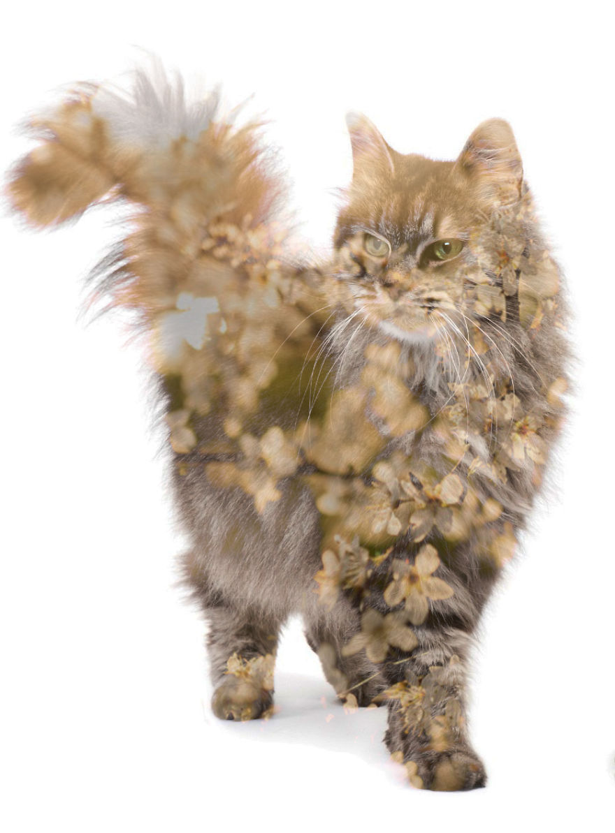 I Use Double Exposure To Create A Series That Merge Wildlife With Landscapes