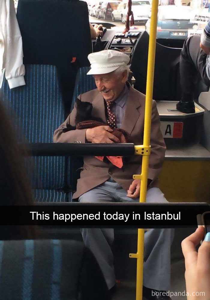 Cats-Funny-Snapchats