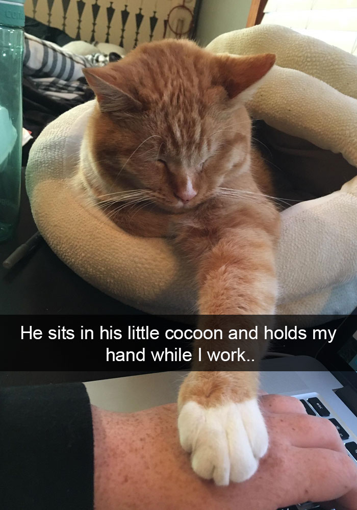 Cats-Funny-Snapchats