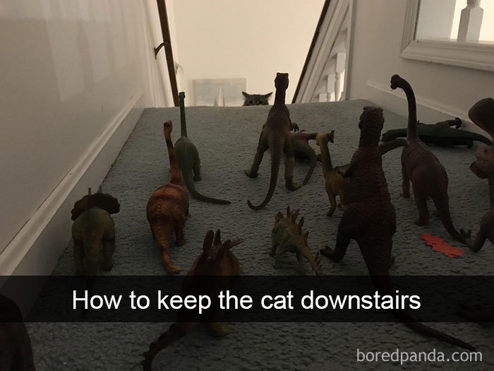 Cats-Funny-Snapchats