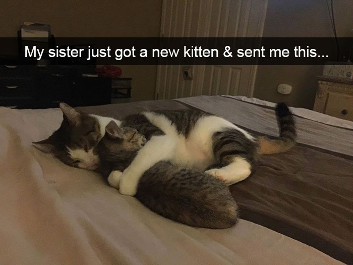Funny Cat Snap