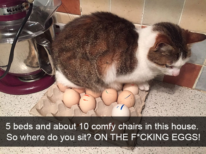 Funny Cat Snap