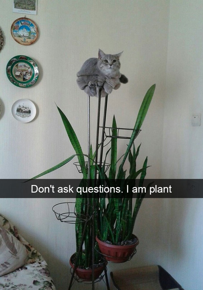 Funny Cat Snap