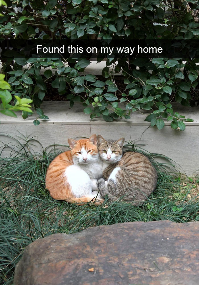 Funny Cat Snap