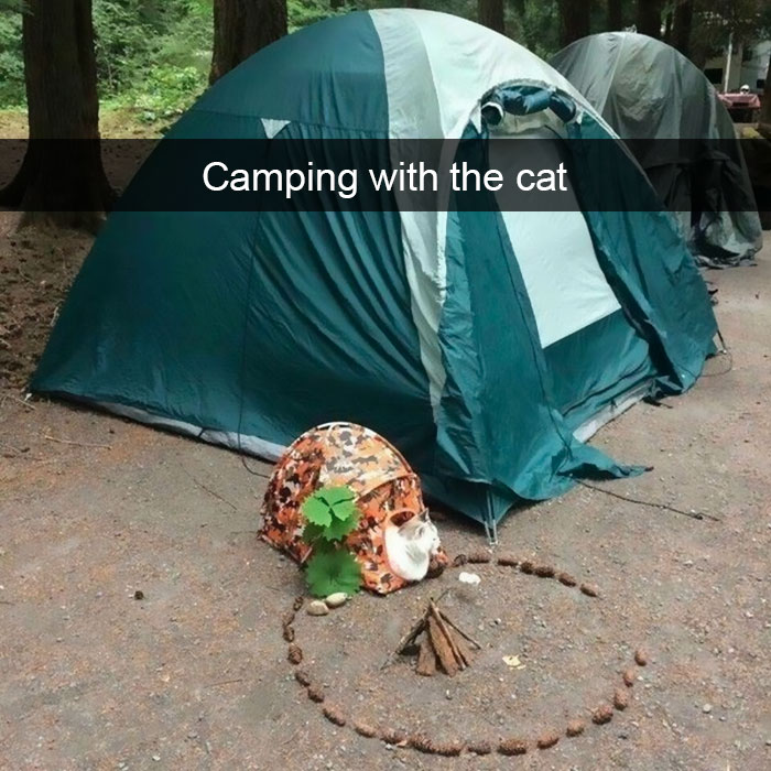 Funny Cat Snap