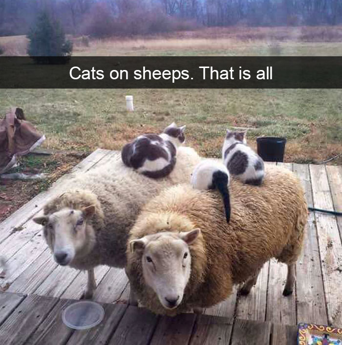Cats-Funny-Snapchats
