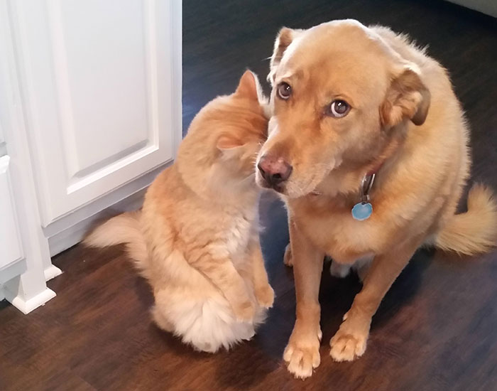 30+ divertidos Snapchats de gatos con los que será imposible no reírse (Nuevas fotos)