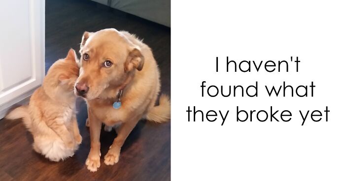 30 Hilarious Cat Snapchats That Are Im-Paw-Sible Not To Laugh At (New Pics)