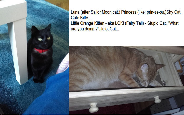 Two cats with new funny pet names, one black cat sitting by a table and one orange cat sleeping inside a drawer.