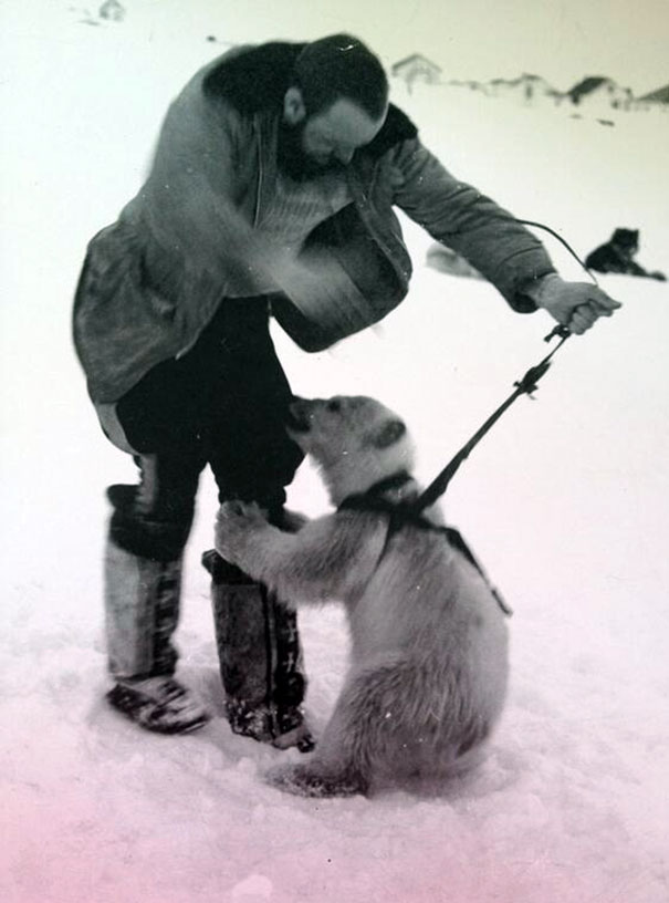 My Grandfather Lived In Greenland And Had A Pet Polar Bear Which Is Kind Of Badass